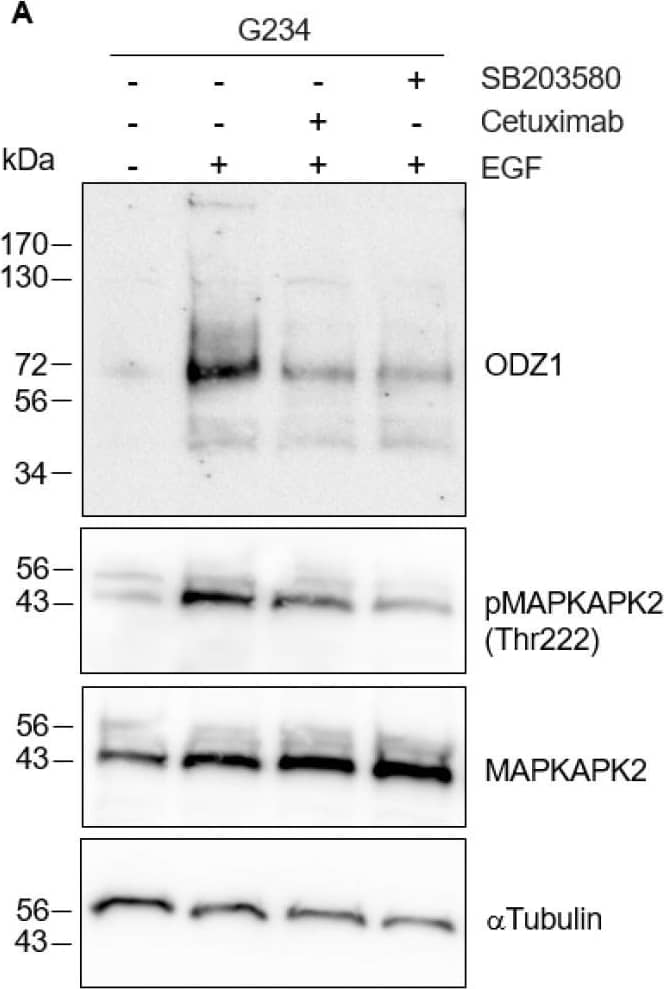 The blockade of the EGFR–p38 signaling downregulates the levels of ODZ1. (A) GBM cells were treated with EGF in the absence or in the presence of the EGFR-blocking antibody Cetuximab or the specific p38 MAPK inhibitor SB203580. Western Blot analysis confirmed that the blockade of EGFR/p38 inhibited the phosphorylation of MAPKAPK2 at Thr222, a target of p38, and reduced the expression of the ODZ1 protein. (B) Downregulation of ODZ1 following inhibition of EGFR/p38 was confirmed in two additional GBM cell lines. MAPKAPK2 and  alpha Tubulin were used to ensure equal loading. Image collected and cropped by CiteAb from the following open publication (//pubmed.ncbi.nlm.nih.gov/38727302), licensed under a CC-BY license. Not internally tested by R&D Systems.