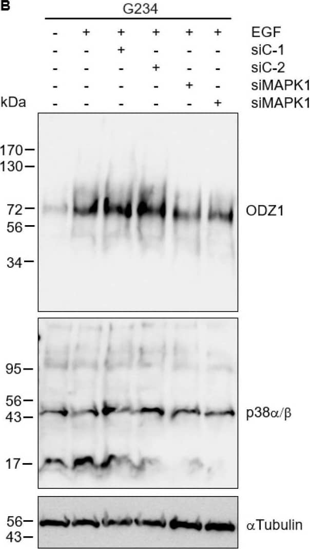 RNA interference by p38-specific siRNAs neutralizes the EGF-promoted upregulation of ODZ1. (A) GBM cells were transfected with two MAPK14-specific siRNAs or two control siRNAs. Following incubation with EGF, the protein levels of ODZ1 were determined by Western Blot analysis. (B) Same experimental design as in A but uses MAPK11-specific siRNAs. Additionally,  alpha Tubulin was used to ensure equal loading. (C) Quantification of ODZ1 protein levels of the experiment shown in B by using imageJ software (v1.53k). (D) Cells carrying siRNAs specific to MAPK11 were analyzed for the expression of either MAPK11 or MAPK14 mRNA by qPCR. Histograms represent the mean of three independent experiments ± S.D. ** p < 0.01. Image collected and cropped by CiteAb from the following open publication (//pubmed.ncbi.nlm.nih.gov/38727302), licensed under a CC-BY license. Not internally tested by R&D Systems.