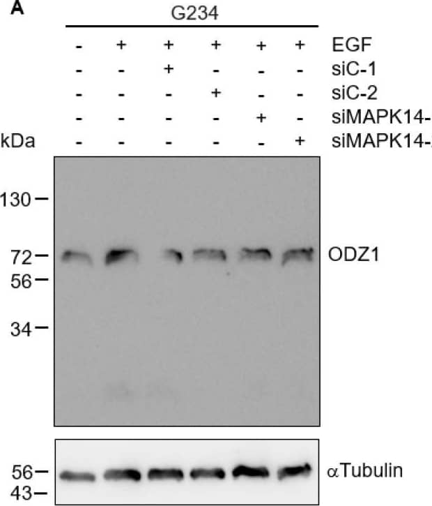 Western Blot Teneurin-1 Antibody