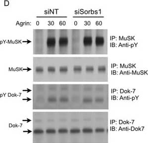 Sorbs1 is enriched at AChR aggregates, and Sorbs1 RNAi blocks AChR clustering in vitro. (A) Treatment of myotubes with siRNA directed against Sorbs1 blocks AChR clustering in C2C12 cells. Montages containing sixteen fields at a magnification of 10× were analyzed with ImageJ software (NIH). (B) Sorbs1 siRNA significantly reduces Sorbs1 protein expression in myotubes. (C) Sorbs1 protein is highly enriched at sites where AChRs aggregate. (D) Agrin stimulates tyrosine phosphorylation of MuSK and Dok-7 at similar levels in myotubes treated with Sorbs1 siRNA. Image collected and cropped by CiteAb from the following publication (//pubmed.ncbi.nlm.nih.gov/26527617), licensed under a CC-BY license. Not internally tested by R&D Systems.