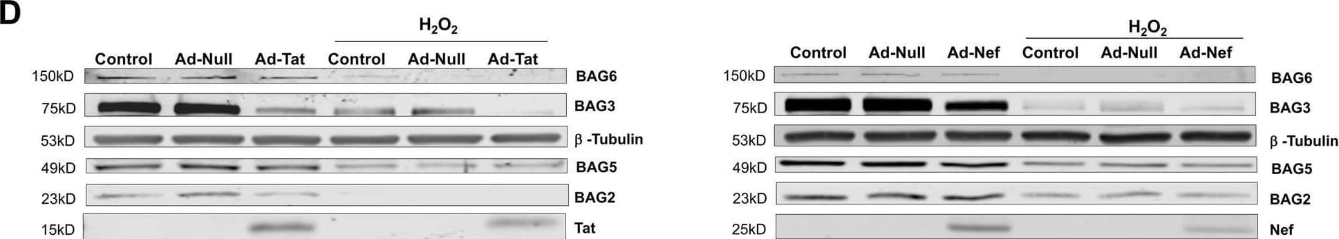 Western Blot BAT3/BAG6 Antibody