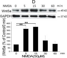Western Blot Wnt-5a Antibody [Unconjugated]