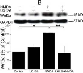 Western Blot Wnt-5a Antibody [Unconjugated]