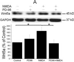Western Blot Wnt-5a Antibody [Unconjugated]