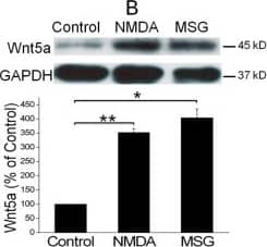 Western Blot Wnt-5a Antibody [Unconjugated]