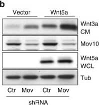 Western Blot Wnt-5a Antibody [Unconjugated]