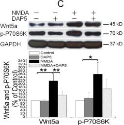 Western Blot Wnt-5a Antibody [Unconjugated]