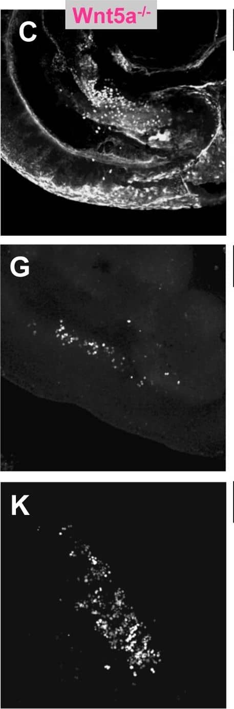Immunohistochemistry Wnt-5a Antibody [Unconjugated]