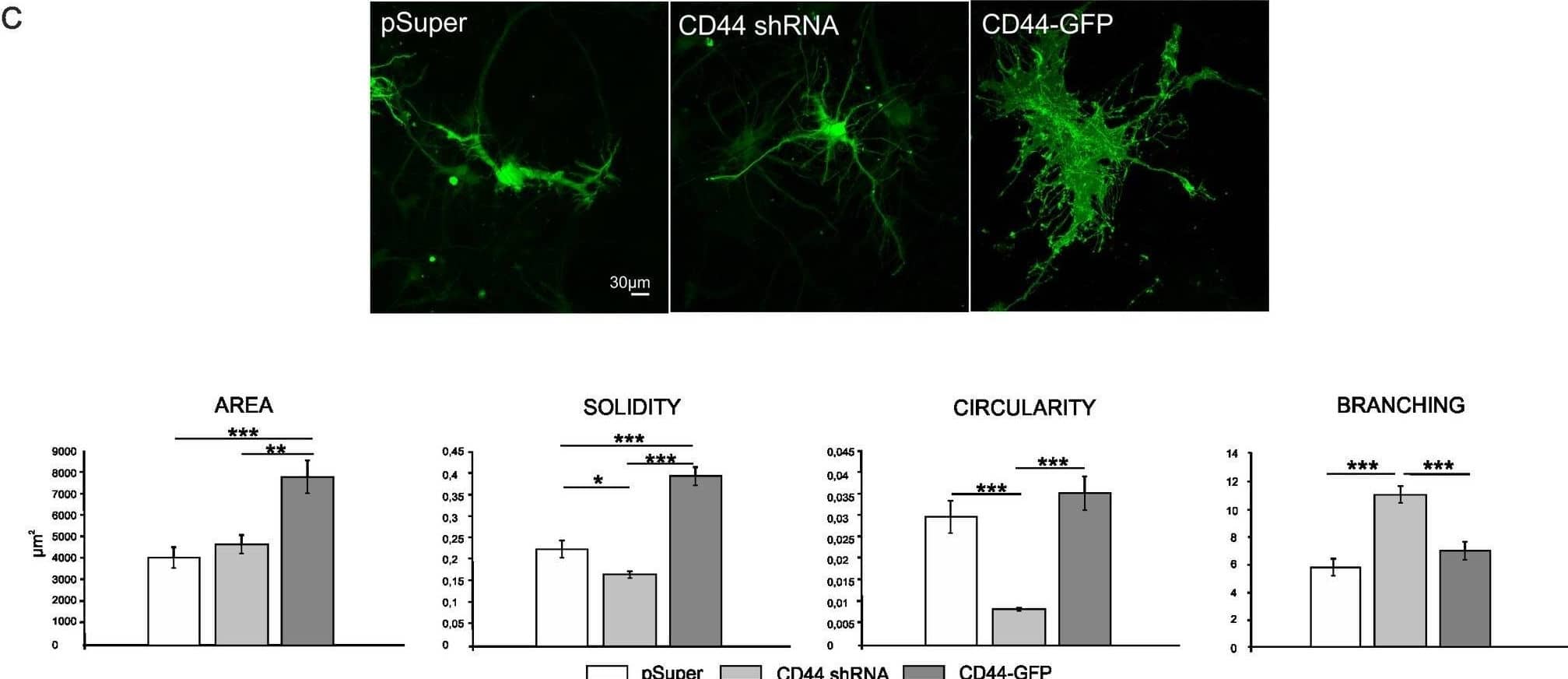 CD44 regulates astrocyte morphology. A: Validation of CD44shRNA and CD44-GFP constructs. Astrocytes were transfected with pSuper, CD44shRNA or CD44-GFP constructs (together with  beta -actin-GFP plasmid) and then immunostained with anti-CD44 antibody (red). The level of CD44 expression was evaluated by measuring CD44 immunofluorescence (IF) signal intensity with the use of ImageJ program. One way ANOVA, F(2.71) = 71.187, p<0.001, Dunnett C post hoc tests. Scale: 30 μm. B: Morphological analysis of shape-describing parameters of astrocytes in 2D cultures co-transfected with pSuper, CD44shRNA or CD44shRNA/CD44Rescue constructs together with  beta -actin-GFP plasmid. One way ANOVA test was performed, area: F(3.150) = 8.169; p<0.001, solidity: F(3.153) = 21.454; p<0.001, circularity: F(3.153) = 18.873; p<0.001, Dunnett’s C post hoc tests, branching: F(3.151) = 33,478; p<0.001, Sidak post hoc test. Scale: 30 μm. C: The morphological analysis of shape-describing parameters of astrocytes in 3D cultures transfected with pSuper or CD44shRNA constructs (together with  beta -actin-GFP plasmid) or CD44-GFP. One way ANOVA test was performed, area: F(2.92) = 12.311; p<0.001, Sidak post hoc test; solidity: F(2.95) = 42.208; p<0.001, Dunnett’s C post hoc test, circularity: F(2.94) = 20.609; p<0.001, Dunnett’s C post hoc test, branching: F(2.95) = 17.703; p<0.001, Sidak post hoc test. Scale: 30 μm. Image collected and cropped by CiteAb from the following open publication (//pubmed.ncbi.nlm.nih.gov/27163367), licensed under a CC-BY license. Not internally tested by R&D Systems.