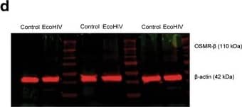 Western Blot OSMR beta Antibody