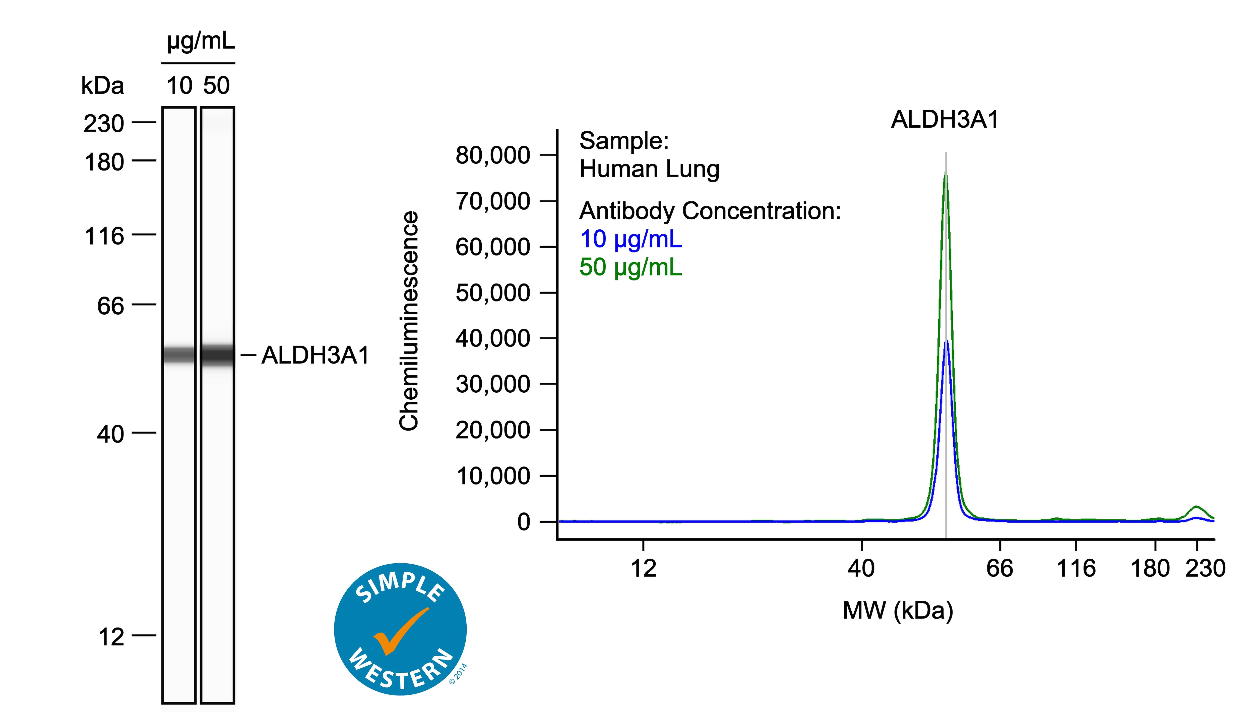 Left: Simple Western lane view shows lysates of human lung, loaded at 0.1 mg/ml. A specific band was detected for Aldehyde Dehydrogenase 3‑A1/ALDH3A1 at approximately 56 kDa (as indicated) using both 10 µg/ml and 50 µg/ml of Sheep Anti-Human Aldehyde Dehydrogenase 3‑A1/ALDH3A1 Antigen Affinity-purified Polyclonal Antibody (Catalog # AF6705) followed by 1:50 dilution of HRP-conjugated Anti-Sheep IgG Secondary Antibody (Catalog # HAF016) in Milk-free Antibody Diluent (Catalog # 043-524). This experiment was conducted under reducing conditions and using the 12-230kDa separation system. Right: Simple Western electropherogram showing the same Sheep Anti-Human Aldehyde Dehydrogenase 3‑A1/ALDH3A1 Antigen Affinity-purified Polyclonal Antibody (Catalog # AF6705) tested at 10 µg/ml (blue line) and 50 µg/ml (green line) in the human lung.