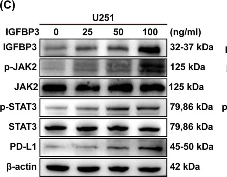 IGFBP3 increases PD-L1 expression by up-regulating the phosphorylation of STAT3 in GBM cells. A KEGG analysis of differential genes. B Correlation analysis of IGFBP3 and STAT3 in TCGA and CGGA databases, and statistical significance was assessed using the spearman’s rank test. C Immunoblotting analysis of IGFBP3, p-JAK2, p-STAT3, and PD-L1 expression in U251 cell treated with different concentrations of IGFBP3 for 24 h. D Immunoblotting analysis of IGFBP3, p-JAK2, p-STAT3, and PD-L1 expression in U251 cells infected with IGFBP3 overexpressing and empty vector lentivirus. E Immunoblotting was performed to examine the expression of IGFBP3, p-JAK2, p-STAT3, and PD-L1 in LN229 cell transfected with si-IGFBP3 and si-NC. F Immunoblotting analysis of IGFBP3, p-JAK2, p-STAT3, and PD-L1 expression in LN229 cell infected with sh-IGFBP3 and sh-con. G LN229 and T98G cells with IGFBP3 knockdown were treated with the JAK2/STAT3 inhibitor WP1066 for 24 h, cell lysate was used to analyze the expression of p-JAK2, p-STAT3 and PD-L1. H Immunoblotting was used to analyze the expression of IGFBP3, p-STAT3, and PD-L1 in STAT3-silenced LN229 and T98G cells stimulated with different concentrations of exogenous IGFBP3 for 24 h Image collected and cropped by CiteAb from the following open publication (//cancerci.biomedcentral.com/articles/10.1186/s12935-024-03234-3), licensed under a CC-BY license. Not internally tested by R&D Systems.