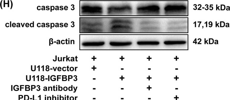 IGFBP3 induces immunosuppression in in-vitro co-culture system. A CCK-8 assay was used to analysis the viability of Jurkat cells after co-cultured with IGFBP3 overexpressing cells. B, C QRT-PCR was performed to examine the mRNA expression of IL2 (B) or IFN-gamma  (C) in Jurkat cells after co-cultured with IGFBP3 overexpressing cells. D, E ELISA was used to measure the levels of IL-2 (D) and IFN-gamma  (E) in the supernatants of Jurkat cells after co-cultured with IGFBP3 overexpressing cells. F Annexin V-PE apoptosis assay was used to determine apoptosis of Jurkat cells after co-cultured with IGFBP3 overexpressing cells. G Statistical chart of apoptotic cells. H Immunoblotting was performed to examine the caspase3 expression in Jurkat cells after co-cultured with IGFBP3 overexpressing cells. Data are expressed as mean ± SD. *P < 0.05; **P < 0.01; ***P < 0.001, Student t test Image collected and cropped by CiteAb from the following open publication (//cancerci.biomedcentral.com/articles/10.1186/s12935-024-03234-3), licensed under a CC-BY license. Not internally tested by R&D Systems.
