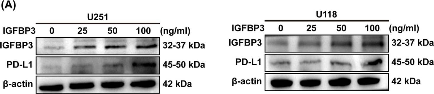 IGFBP3 transcriptionally regulates PD-L1 expression in GBM cells. A Immunoblotting analysis of IGFBP3 and PD-L1 expression in U251 and U118 cells treated with different concentrations of exogenous IGFBP3 (0, 25, 50, and 100 ng/mL) for 24 h. B Immunoblotting was performed to determine the expression of IGFBP3 and PD-L1 in U251 and U118 cells stimulated with 100 ng/mL of IGFBP3 for 0, 12, 24, and 48 h. C QRT-PCR analysis of IGFBP3 and PD-L1 mRNA expression levels in U251 and U118 cells infected with overexpressing IGFBP3 and empty vector lentivirus. D Immunoblotting assay of IGFBP3 and PD-L1 protein expression in U251 and U118 cells infected with overexpressing IGFBP3 and empty vector lentivirus. E Representative immunofluorescence images of DAPI (blue), IGFBP3 (red), PD-L1 (green) in U251-vector and U251-IGFBP3 cells. F Immunoblotting was performed to examine the expression of IGFBP3 and PD-L1 in LN229 and T98G cells transfected with si-RNA targeting IGFBP3 (si-IGFBP3) and negative control (si-NC). G Immunoblotting analysis of IGFBP3 and PD-L1 expression in LN229 and T98G cells infected with lentivirus of targeting IGFBP3 (sh-IGFBP3) and control (sh-con). Data are expressed as mean ± SD. **P < 0.01; ***P < 0.001, Student t test Image collected and cropped by CiteAb from the following open publication (//cancerci.biomedcentral.com/articles/10.1186/s12935-024-03234-3), licensed under a CC-BY license. Not internally tested by R&D Systems.