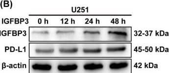 IGFBP3 transcriptionally regulates PD-L1 expression in GBM cells. A Immunoblotting analysis of IGFBP3 and PD-L1 expression in U251 and U118 cells treated with different concentrations of exogenous IGFBP3 (0, 25, 50, and 100 ng/mL) for 24 h. B Immunoblotting was performed to determine the expression of IGFBP3 and PD-L1 in U251 and U118 cells stimulated with 100 ng/mL of IGFBP3 for 0, 12, 24, and 48 h. C QRT-PCR analysis of IGFBP3 and PD-L1 mRNA expression levels in U251 and U118 cells infected with overexpressing IGFBP3 and empty vector lentivirus. D Immunoblotting assay of IGFBP3 and PD-L1 protein expression in U251 and U118 cells infected with overexpressing IGFBP3 and empty vector lentivirus. E Representative immunofluorescence images of DAPI (blue), IGFBP3 (red), PD-L1 (green) in U251-vector and U251-IGFBP3 cells. F Immunoblotting was performed to examine the expression of IGFBP3 and PD-L1 in LN229 and T98G cells transfected with si-RNA targeting IGFBP3 (si-IGFBP3) and negative control (si-NC). G Immunoblotting analysis of IGFBP3 and PD-L1 expression in LN229 and T98G cells infected with lentivirus of targeting IGFBP3 (sh-IGFBP3) and control (sh-con). Data are expressed as mean ± SD. **P < 0.01; ***P < 0.001, Student t test Image collected and cropped by CiteAb from the following open publication (//cancerci.biomedcentral.com/articles/10.1186/s12935-024-03234-3), licensed under a CC-BY license. Not internally tested by R&D Systems.