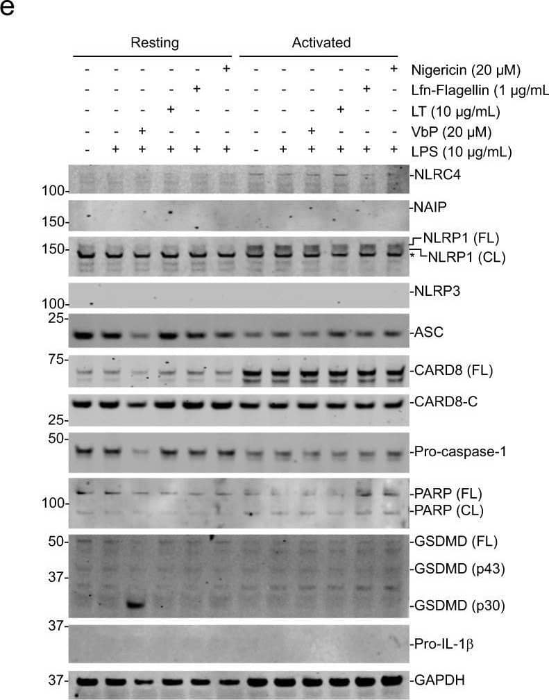 Western Blot NLRP1/NALP1 Antibody [Unconjugated]