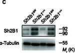 Western Blot SH2B1 Antibody