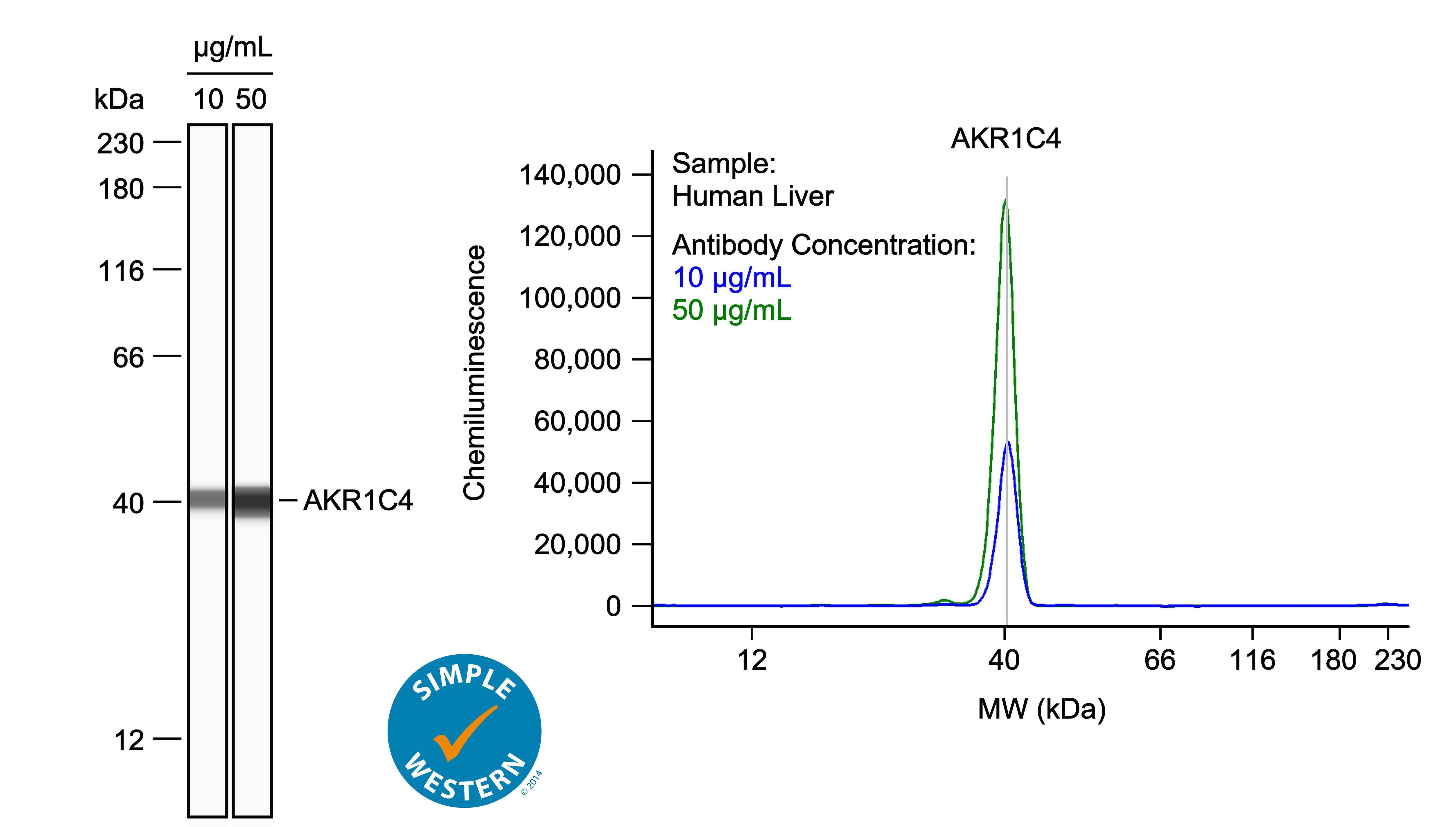 Left: Simple Western lane view shows lysates of human liver, loaded at 0.1 mg/ml. A specific band was detected for Aldo‑keto Reductase 1C4/AKR1C4 at approximately 40 kDa (as indicated) using both 10 µg/ml and 50 µg/ml of Sheep Anti-Human Aldo‑keto Reductase 1C4/AKR1C4 Antigen Affinity-purified Polyclonal Antibody (Catalog # AF6957) followed by 1:50 dilution of HRP-conjugated Anti-Sheep IgG Secondary Antibody (Catalog # HAF016) in Milk-free Antibody Diluent (Catalog # 043-524). This experiment was conducted under reducing conditions and using the 12-230kDa separation system. Right: Simple Western electropherogram showing the same Sheep Anti-Human Aldo‑keto Reductase 1C4/AKR1C4 Antigen Affinity-purified Polyclonal Antibody (Catalog # AF6957) tested at 10 µg/ml (blue line) and 50 µg/ml (green line) in the human liver.