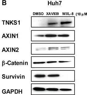 Western Blot Tankyrase 1 Antibody