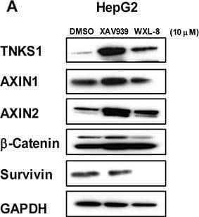 Western Blot Tankyrase 1 Antibody