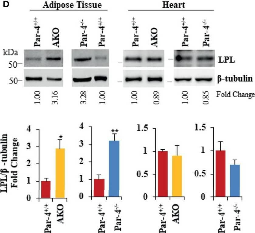 Obesity in Par-4-/- mice is rescued by deletion of C3. (A) Par-4 and C3 double knockout (DKO) mice are not obese. Weight of age-matched DKO (n=13, 10, 8 and 4 for each time point respectively) and Par-4+/+ (n=27, 16, 9, 5 for each time point respectively) male mice was determined over the course of 7 months; representative images of Par-4+/+ and DKO at 5-6 months are shown. (B) DKO mice do not show increased fat accumulation. Six-month-old DKO (n=8) and Par-4+/+ (n=7) male mice were examined for fat mass by Echo-MRI and adipocyte hypertrophy. (C) Triglyceride absorption is similar in DKO, C3KO and Par-4+/+ mice. DKO (n=5-6), C3-/- (n=4) and Par-4+/+ (n=11) male mice were fasted overnight and injected intraperitoneally with tyloxapol, 30 min before oral gavage of olive oil. Plasma was collected at the indicated time intervals after fat load, and triglycerides were quantified. Plasma was also subjected to western blot analysis for ApoB48. ApoB48 levels in the plasma were normalized to albumin in corresponding Coomassie blue gels, and fold change at each time point is shown (n=4). (D) LPL is upregulated in the adipose tissue of AKO and Par-4-/- mice. LPL protein levels were determined by western blot analysis in visceral adipose tissue and heart from AKO, Par-4-/- and Par-4+/+ mice (n=3). (E) LPL is not increased in the adipose tissue of DKO mice. LPL protein levels were determined by western blot analysis in visceral adipose tissue and heart from Par-4+/+ (n=4) and DKO (n= 4) male mice. LPL levels were normalized to  beta -tubulin levels and fold change was calculated. Mean ± SEM, *P < 0.05, **P < 0.01, by the Student’s t-test. Also see Figures S6, S13. Image collected and cropped by CiteAb from the following open publication (//pubmed.ncbi.nlm.nih.gov/35425699), licensed under a CC-BY license. Not internally tested by R&D Systems.