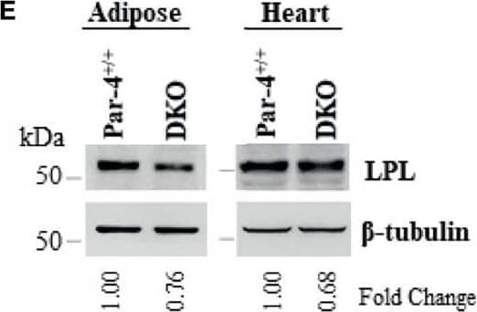 Obesity in Par-4-/- mice is rescued by deletion of C3. (A) Par-4 and C3 double knockout (DKO) mice are not obese. Weight of age-matched DKO (n=13, 10, 8 and 4 for each time point respectively) and Par-4+/+ (n=27, 16, 9, 5 for each time point respectively) male mice was determined over the course of 7 months; representative images of Par-4+/+ and DKO at 5-6 months are shown. (B) DKO mice do not show increased fat accumulation. Six-month-old DKO (n=8) and Par-4+/+ (n=7) male mice were examined for fat mass by Echo-MRI and adipocyte hypertrophy. (C) Triglyceride absorption is similar in DKO, C3KO and Par-4+/+ mice. DKO (n=5-6), C3-/- (n=4) and Par-4+/+ (n=11) male mice were fasted overnight and injected intraperitoneally with tyloxapol, 30 min before oral gavage of olive oil. Plasma was collected at the indicated time intervals after fat load, and triglycerides were quantified. Plasma was also subjected to western blot analysis for ApoB48. ApoB48 levels in the plasma were normalized to albumin in corresponding Coomassie blue gels, and fold change at each time point is shown (n=4). (D) LPL is upregulated in the adipose tissue of AKO and Par-4-/- mice. LPL protein levels were determined by western blot analysis in visceral adipose tissue and heart from AKO, Par-4-/- and Par-4+/+ mice (n=3). (E) LPL is not increased in the adipose tissue of DKO mice. LPL protein levels were determined by western blot analysis in visceral adipose tissue and heart from Par-4+/+ (n=4) and DKO (n= 4) male mice. LPL levels were normalized to  beta -tubulin levels and fold change was calculated. Mean ± SEM, *P < 0.05, **P < 0.01, by the Student’s t-test. Also see Figures S6, S13. Image collected and cropped by CiteAb from the following open publication (//pubmed.ncbi.nlm.nih.gov/35425699), licensed under a CC-BY license. Not internally tested by R&D Systems.