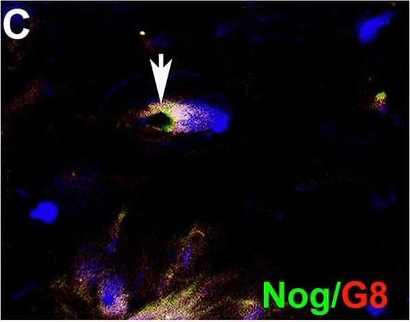 Myo/Nog cells contain ink in human tattooed skin.Tissue sections of tattooed skin were double labeled with the G8 mAb and antibodies to Noggin (Nog) (A-D), MyoD (F-I) or  alpha -SMA (K-N). The colors of the secondary antibodies are indicated in the photographs. Nuclei were stained with Hoechst dye (blue). Images were produced with the epifluorescence (A-E, J and O) and confocal microscopes (F-I and K-N) with 60x lenses. Overlap of green and red fluorescence appears yellow in merged images (C, D, H, I, M and N). Fluorescent photomicrographs were merged with the corresponding DIC image to visualize the ink (black in D, I and N). Some double labeled cells appeared to contain ink (arrows in D, I and N). All ink laden G8+ cells were  alpha -SMA+ (N). Smooth muscle cells of blood vessels also contained  alpha -SMA (K). Minimal to no background fluorescence was visible after staining with the anti-goat (E), anti-IgM and anti-IgG (I), and anti-rabbit (O) secondary antibodies only. Bar = 28 μM in E and 5.6 μM in A-D and G-O. Image collected and cropped by CiteAb from the following open publication (//pubmed.ncbi.nlm.nih.gov/32833999), licensed under a CC-BY license. Not internally tested by R&D Systems.