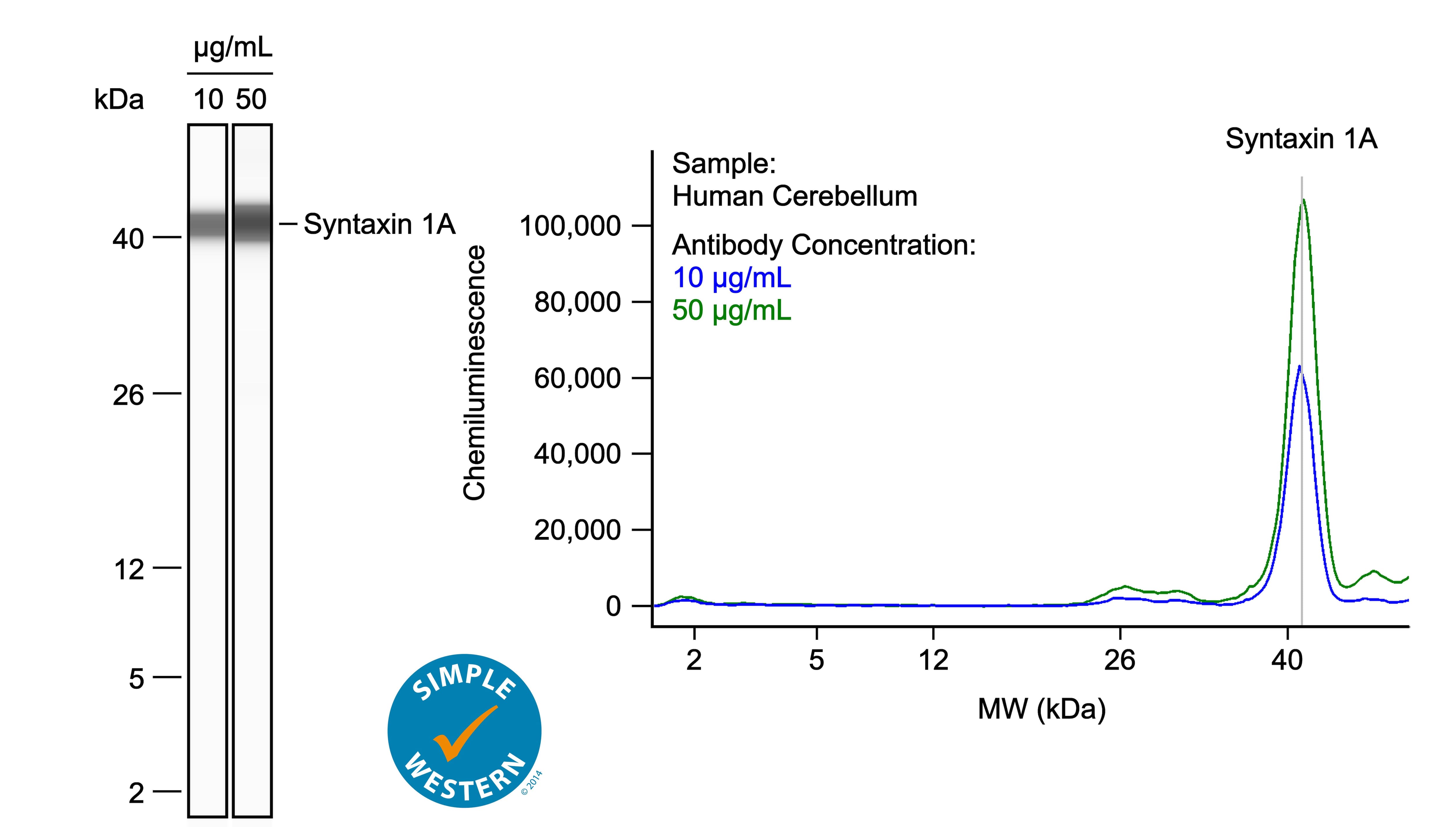 Left: Simple Western lane view shows lysates of human cerebellum, loaded at 0.1 mg/ml. A specific band was detected for Syntaxin 1A at approximately 41 kDa (as indicated) using both 10 µg/ml and 50 µg/ml of Goat Anti-Human/Mouse/Rat Syntaxin 1A Antigen Affinity-purified Polyclonal Antibody (Catalog # AF7237) followed by HRP-conjugated Donkey Anti-Goat Secondary Antibody (Catalog # 043-522-2). This experiment was conducted under reducing conditions and using the 2-40kDa separation system. Right: Simple Western electropherogram showing the same Goat Anti-Human/Mouse/Rat Syntaxin 1A Antigen Affinity-purified Polyclonal Antibody (Catalog # AF7237) tested at 10 µg/ml (blue line) and 50 µg/ml (green line) in the human cerebellum.