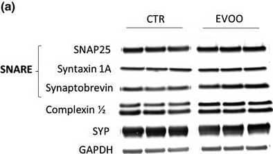Effect of chronic administration of EVOO‐rich diet on hippocampal pre‐ and postsynaptic protein expression in hTau mice. (a) Representative Western blot analyses for SNAP25, syntaxin 1A, synaptobrevin, complexin 1/2, and synaptophysin (SYP) in hippocampus homogenates from CTR and EVOO mice. (b) Densitometric analyses of the immunoreactivities to the antibodies shown in panel A (**p < .01; n = 6 per group). (c) Representative Western blot analyses for the AMPAR subunit glutamate receptor 1 (GluR1), AMPAR subunit glutamate receptor 2 (GluR2), and their phosphorylated forms, pGluR1 (S831), pGluR1 (S845), and pGluR2 (S880), in hippocampus homogenates from CTR and EVOO mice. (d) Densitometric analyses of the immunoreactivities to the antibodies shown in panel A (n = 6 per group). Values are mean ± SEM Image collected and cropped by CiteAb from the following open publication (//pubmed.ncbi.nlm.nih.gov/31762202), licensed under a CC-BY license. Not internally tested by R&D Systems.