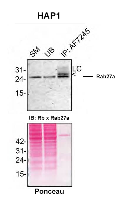 HAP1 near-haploid human cell line lysates were prepared and immunoprecipitation was performed using 2 ug of Sheep Anti-Human/Mouse/Rat Rab27a Antigen Affinity-purified Polyclonal Antibody (Catalog # AF7245) pre-coupled to Dynabeads Protein G. Immunoprecipitated Rab27a was detected in Western Blot with a Rabbit Rab27a antibody. The Ponceau stained transfer of the blot is shown. SM=4% starting material; UB=4% unbound fraction; IP=immunoprecipitate; HC=antibody heavy chain. Image, protocol and testing courtesy of YCharOS Inc. (ycharos.com).