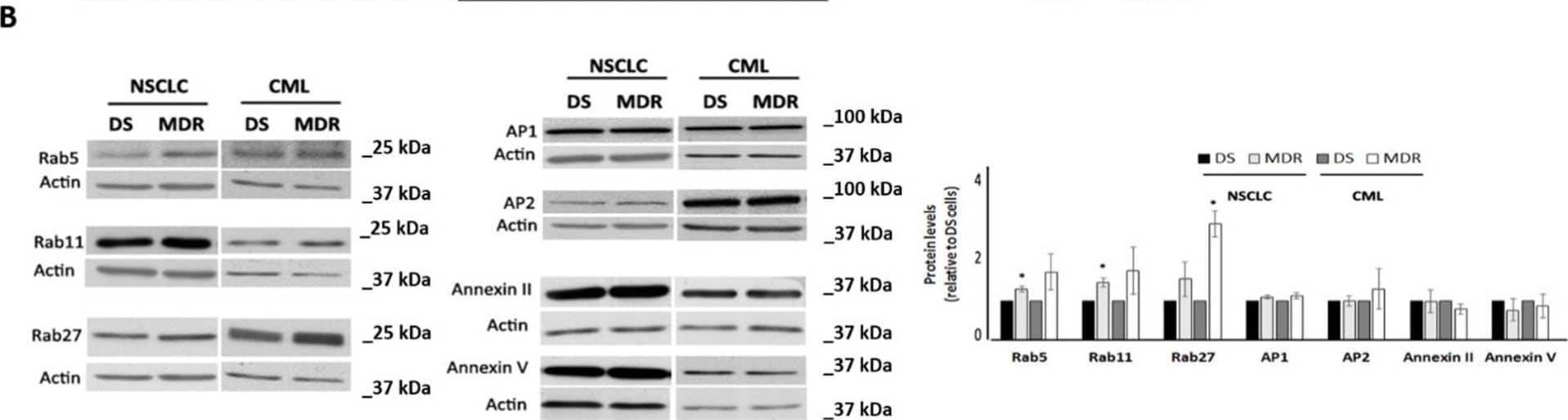 Western Blot Rab27a Antibody [Unconjugated]