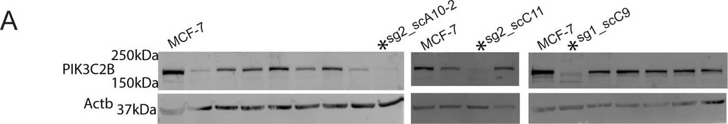 Predator cell PIK3C2B colocalizes with PI(3)P during engulfment and is required for complete internalization.(A) CRISPR-Cas9 single-cell clone PIK3C2B knockouts of MCF-7 were screened by immunoblot. Clones indicated by asterisk were chosen for further testing. (B) Predator cell engulfment rates (left) and confluency as a measure of viability (right) for senescent MCF-7 parental cells and 3 PIK3C2B knockout clones were determined by time course imaging in a DOXO-NT culture. Underlying data can be found at S1 Data. (C) Time course live-cell imaging of a senescent MCF-7 cell expressing 2xFYVE-mCherry and PIK3C2B-GFP throughout the entire process of engulfing an NIR-MCF-7 cell, scale bar = 100 μm. (D) Left: Merged (top) and separate (middle, lower) color channels of axial planes from bottom to top of a senescent MCF-7 cell expressing 2xFYVE-mCherry and PIK3C2B-GFP, engulfing NIR-MCF-7 cells. Right, volume view reconstruction of the same image, scale bar = 10 μm. Image collected and cropped by CiteAb from the following open publication (//pubmed.ncbi.nlm.nih.gov/36279312), licensed under a CC-BY license. Not internally tested by R&D Systems.