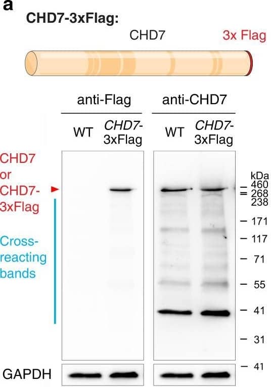 CHD7 is expressed at key otic development stages.a Western blotting of WT (PAX2−2a-nGFP cell line, hereafter PAX2nG) and CHD7−3×Flag hESCs using anti-Flag and anti-CHD7 antibodies. Calculated molecular weight of CHD7 and CHD7-3×Flag are 336 kDa and 339 kDa, respectively. Source data are provided as a Source Data file. b Schematics of otic lineage differentiation during human inner ear organoid culture. Schematics adapted from Nie J, Hashino E. (2020) Generation of inner ear organoids from human pluripotent stem cells. Methods in Cell Biology, 159: 303–321, with permission from Elsevier. c–g Immunostaining at key otic development stages in CHD7−3×Flag PAX2nG human inner ear organoids using an anti-Flag antibody, as well as antibodies against NNE markers TFAP2A and CDH1, OEPD markers TFAP2A and PAX8, otic placode/pit and otic vesicle markers PAX2nG, PAX8, and EPCAM, and hair cell markers MYO7A and SOX2 and supporting cell marker SOX2. Scale bars, 25 µm. Image collected and cropped by CiteAb from the following open publication (//pubmed.ncbi.nlm.nih.gov/36396635), licensed under a CC-BY license. Not internally tested by R&D Systems.