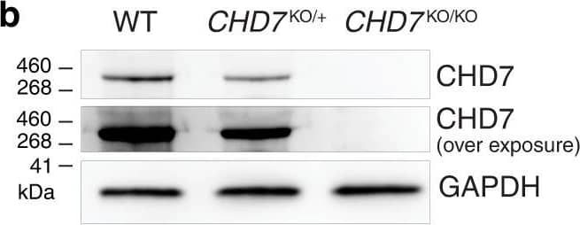 CHD7 and its ATP-dependent chromatin remodeling activities are required for sensory epithelium derivation. A Sanger sequencing chromatograms of CHD7KO/+ and CHD7KO/KO alleles cloned into TOPO vectors. b Western blotting of WT (PAX2nG), CHD7KO/+, and CHD7KO/KO hESCs using an anti-CHD7 antibody. Source data are provided as a Source Data file. c Sanger sequencing chromatograms of WT (PAX2nG), CHD7S834F/+, and CHD7S834F/S834F hESCs at the CHD7 c.2501 locus. d–w Immunostaining of d20 and d70 WT and CHD7 mutant organoids. Antibodies highlight otic progenitors (PAX2nG, PAX8, and EPCAM), hair cells (MYO7A, POU4F3, PCP4, SOX2, and F-actin for stereocilia of hair cells), and supporting cells (SPARCL1 and SOX2). Scale bars, 25 µm (top two rows of d–w), 10 µm (third row of d–w), and 5 µm (bottom row of d–w). Image collected and cropped by CiteAb from the following open publication (//pubmed.ncbi.nlm.nih.gov/36396635), licensed under a CC-BY license. Not internally tested by R&D Systems.