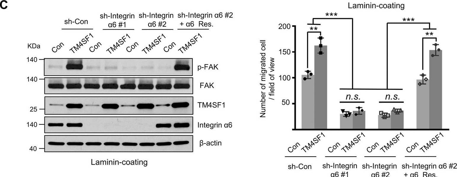 Western Blot TM4SF1/L6 Antibody