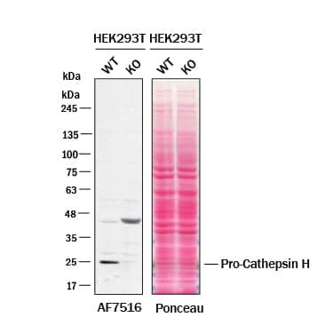<b>Genetic Strategies Validation. </b>Western blot shows lysates of HEK293T human embryonic kidney cell line and Cathepsin H knockout HEK293T cell line (KO). Nitrocellulose membrane was probed with 0.2 µg/mL of Sheep Anti-Human Cathepsin H Antigen Affinity-purified Polyclonal Antibody (Catalog # AF7516) followed by HRP-conjugated Anti-Sheep IgG Secondary Antibody. A specific band was detected for Cathepsin H at approximately 25 kDa (as indicated) in the parental HEK293T cell line, but is not detectable in knockout HEK293T cell line. The Ponceau stained transfer of the blot is shown. This experiment was conducted under reducing conditions. Image, protocol, and testing courtesy of YCharOS Inc. See ycharos.com for additional details.