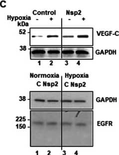Western blot analyses of FGF2 and VEGF proteins in lysates. A FGF2 CUG1 and AUG isoforms in Nsp2 expressing cells in normoxic and hypoxic conditions (Right and left panel represents three biologically independent experiments). GAPDH was used as a normalization control. B Densitometric ratio of CUG1 to GAPDH (left panel) and AUG to GAPDH (right panel). C Left, the representative images of western blots of VEGF-C, EGFR, and GAPDH. Right, graphs of the densitometric analysis of western blots. The graphs represent the mean ratio of signal of VEGF-C to GAPDH normalized to that in control cells grown under normal conditions, set as one (± SD). Western blot analysis was performed for each set of proteins using lysates from three separate experiments and repeated at least twice for each set of lysates Image collected and cropped by CiteAb from the following open publication (//pubmed.ncbi.nlm.nih.gov/36998012), licensed under a CC-BY license. Not internally tested by R&D Systems.