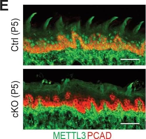 BMPR1a regulated P-cadherin expression via p63 and Slug. (A) Immunohistochemistry staining for P-cadherin in control (n = 4 mice) and cKO (n = 3 mice) mammary glands at pregnancy day 14.5. Scale bar, 50 μm. (B) Western blotting for P-cadherin in mammary epithelial cells isolated from control and cKO mice at pregnancy day 14.5.  beta -Tubulin was used as a loading control. Statistical analysis the expression of P-cadherin/ beta -Tubulin. n = 3 mice. (C) qRT-PCR analysis of Cdh3 in FACS-sorted control and cKO myoepithelial cells at pregnancy day 14.5. n = 4 biological replicates. (D) P-cadherin (red) and K14 (green) double immunofluorescence staining in HC11 mammary epithelial cells treated with BMP4 (50 ng/mL) for 24 h. n = 3 biological replicates. Scale bar, 25 μm. (E) Western blotting for P-cadherin in HC11 mammary epithelial cells treated with BMP4 (50 ng/mL) for 24 h.  beta -Tubulin was used as a loading control. Statistical analysis the expression of P-cadherin/ beta -Tubulin. n = 3 biological replicates. (F) Scatter plot showing the correlation between BMPR1A and CDH3 expression in mammary glands from TCGA and GTEx data. Pearson’s coefficient test was performed to assess statistical significance. (G) Western blotting for P-cadherin in HC11 cells treated with p63 siRNA (sip63)/Slug siRNA (siSlug) and scramble RNA (NC) at 48 h.  beta -Actin was used as a loading control. Statistical analysis the expression of P-cadherin/ beta -Actin. n = 3 biological replicates. (H) Immunofluorescence for P-cadherin (green) in HC11 cells treated with p63 siRNA (sip63)/Slug siRNA (siSlug) and scramble RNA (NC) at 48 h. n = 3 biological replicates. Scale bar, 25 μm. (I) Western blotting for K14, P-cadherin, p63 and Slug in HC11 cells treated with scramble RNA, p63 siRNA, Slug siRNA, or p63 siRNA and Slug siRNA at 48 h.  beta -Actin was used as a loading control. Statistical analysis the expression of K14/ beta -Actin, P-cadherin/ beta -Actin, p63/ beta -Actin and Slug/ beta -Actin. n = 3 biological replicates. Data were presented as means ± SD. ∗p 0.05 by unpaired two-tailed Student’s t-test). (D) Representative pictures of P5 pups’ mouths demonstrating the growth of the teeth (black arrows). (E) Images of P5 tongue sagittal sections immunolabeled for METTL3 and PCAD demonstrating the tongue surface of the Mettl3 cKO animals tends to be smoother than that of the control animals, which suggests filiform papillae are not well-formed in the cKO animals (scale bars: 50 µm). (F) Hematoxylin and eosin (H and E) stained P6 back skin sagittal sections (scale bars: 100 µm).Figure 2—figure supplement 2—source data 1.Quantification of neonates' body weights in (B).Figure 2—figure supplement 2—source data 2.Quantification of TEWL in (C).Quantification of neonates' body weights in (B).Quantification of TEWL in (C). Image collected and cropped by CiteAb from the following open publication (//pubmed.ncbi.nlm.nih.gov/32845239), licensed under a CC-BY license. Not internally tested by R&D Systems.