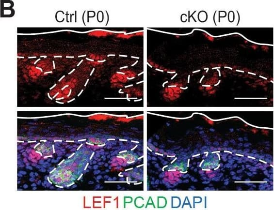 Immunohistochemistry P-Cadherin Antibody [Unconjugated]