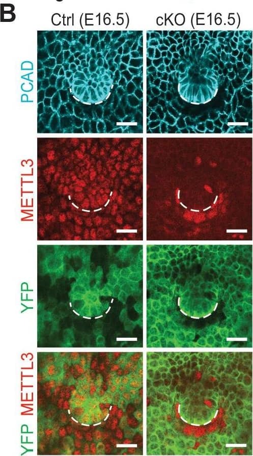 Krt14-Cre driven conditional Mettl3 knockout mice display severe defects in HF morphogenesis. (B) Confocal images of E16.5 whole-mount back skin immunolabeled for P-cadherin (PCAD), METTL3&YFP (scale bars: 20 µm). Note that nuclear METTL3 immunofluorescence is selectively depleted from the YFP+ cells in cKO skin. White dashed lines denote the dermal-epidermal border. Image collected & cropped by CiteAb from the following open publication (//pubmed.ncbi.nlm.nih.gov/32845239), licensed under a CC-BY license. Not internally tested by R&D Systems.