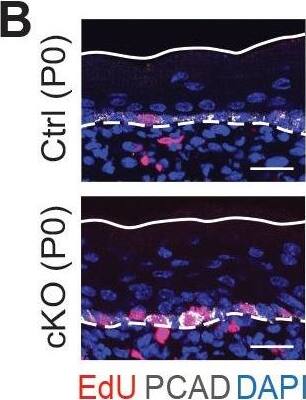 Additional analysis of epidermal perturbations upon Mettl3 cKO. (B) Left panel: representative images from P0 sagittal sections with a 45-min EdU pulse prior to tissue collection (scale bars: 25 µm). Solid lines, skin surface boundary; dashed lines, dermal-epidermal border. Middle panel: quantification of the ratio of EdU+ cells among all basal cells (for each condition n = 3 biological replicates ×10 images per replicate, ***p<0.001 by unpaired two-tailed Student’s t-test). Right panel: quantification of the suprabasal cell number/basal cell number ratio according to DAPI staining of the nuclei (for each condition n = 5 biological replicates ×10 images per replicate, ***p<0.001 by unpaired two-tailed Student’s t-test). Image collected & cropped by CiteAb from the following open publication (//pubmed.ncbi.nlm.nih.gov/32845239), licensed under a CC-BY license. Not internally tested by R&D Systems.