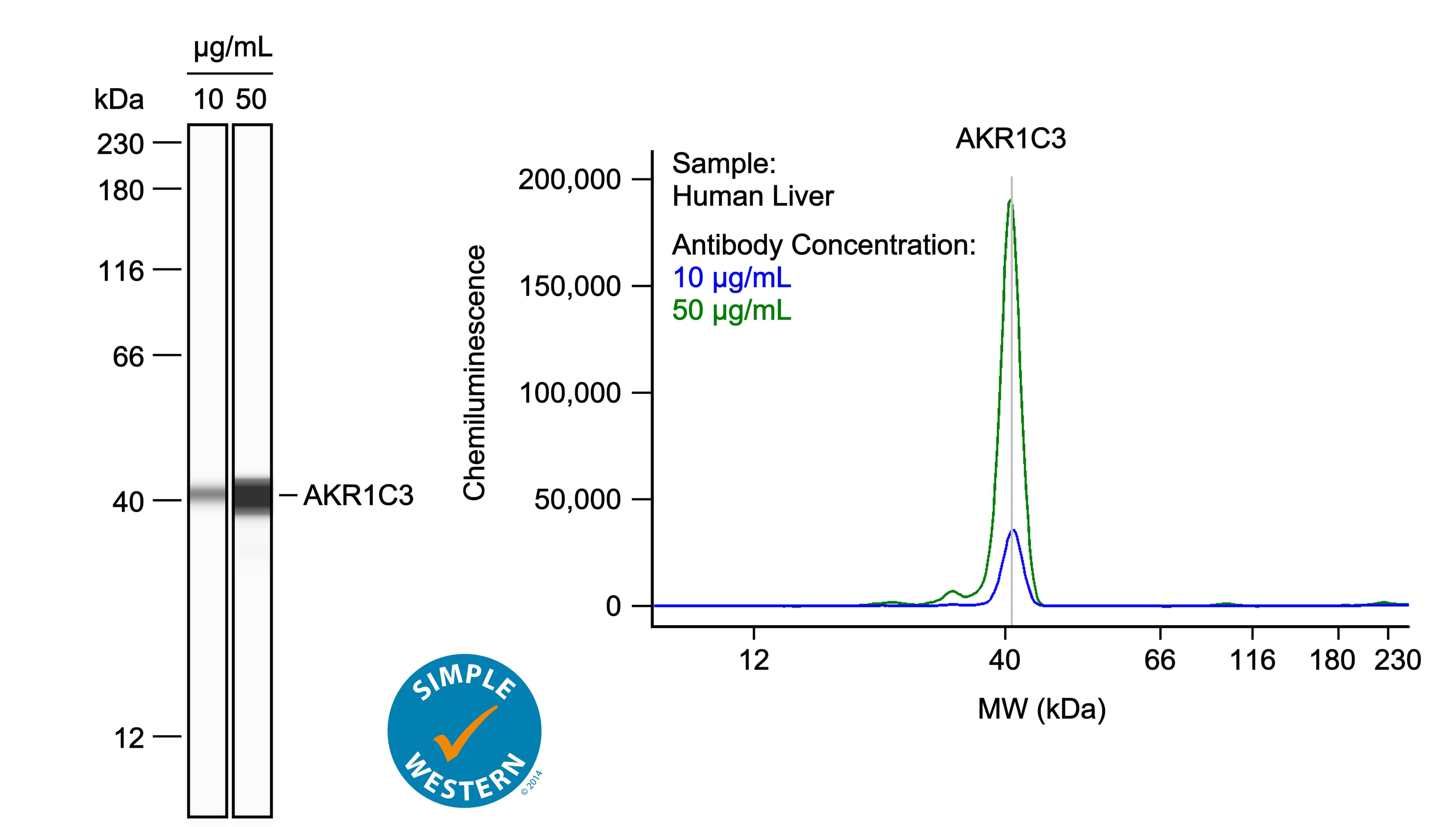 Left: Simple Western lane view shows lysates of human liver, loaded at 0.1 mg/ml. A specific band was detected for Aldo-keto Reductase 1C3/AKR1C3 at approximately 41 kDa (as indicated) using both 10 µg/ml and 50 µg/ml of Sheep Anti-Human Aldo-keto Reductase 1C3/AKR1C3 Antigen Affinity-purified Polyclonal Antibody (Catalog # AF7678) followed by 1:50 dilution of HRP-conjugated Anti-Sheep IgG Secondary Antibody (Catalog # HAF016) in Milk-free Antibody Diluent (Catalog # 043-524). This experiment was conducted under reducing conditions and using the 12-230kDa separation system. Right: Simple Western electropherogram showing the same Sheep Anti-Human Aldo-keto Reductase 1C3/AKR1C3 Antigen Affinity-purified Polyclonal Antibody (Catalog # AF7678) tested at 10 µg/ml (blue line) and 50 µg/ml (green line) in the human liver.