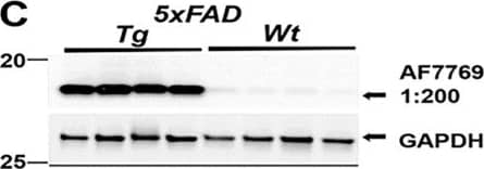 Western Blot Midkine Antibody [Unconjugated]