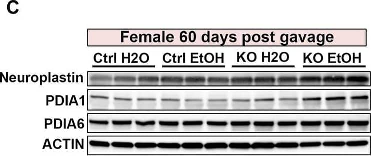 Western Blot Neuroplastin Antibody