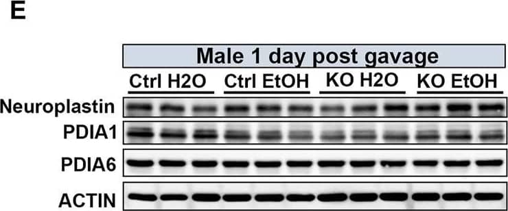 Western Blot Neuroplastin Antibody