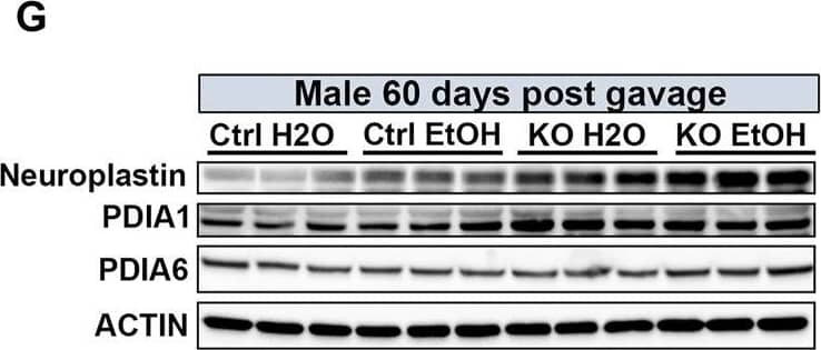 Western Blot Neuroplastin Antibody
