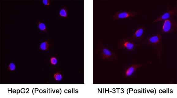 Golgi Glycoprotein 1/GLG1 was detected in immersion fixed HepG2 human hepatocellular carcinoma cell line (Positive) & NIH‑3T3 mouse embryonic fibroblast cell line (Negative) using Sheep Anti-Human/Mouse/Rat Golgi Glycoprotein 1/GLG1 Antigen Affinity-purified Polyclonal Antibody (Catalog # AF7879) at 5 &micro;g/mL for 3 hours at room temperature. Cells were stained using the NorthernLights&trade; 557-conjugated Anti-Sheep IgG Secondary Antibody (red; Catalog # NL010) and counterstained with DAPI (blue). Specific staining was localized to cytoplasm. View our protocol for Fluorescent ICC Staining of Cells on Coverslips.