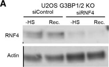 Western Blot RNF4 Antibody [Unconjugated]