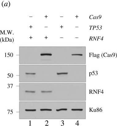 Western Blot RNF4 Antibody [Unconjugated]