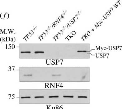 Western Blot RNF4 Antibody [Unconjugated]